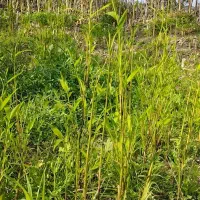 بامبو باریشه