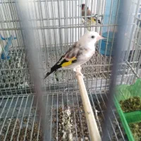 فروش، سهره نر و ماده ابلغ