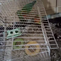 اهواز کوت عبدالله گنوم کار خیابون اول پلاک دو