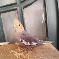 جوجه عروس هلندی