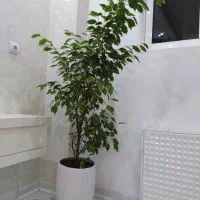 گل بنجامین بسیار زیبا|گل و گیاه طبیعی|بروجن, |دیوار
