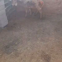 کاهور|حیوانات مزرعه|تربت جام, میان جام|دیوار