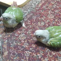 جوجه گیرینچیک