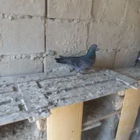 سه تا باهم ۱۰۰۰۰ کبوتر