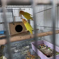 طوطی برزیلی اوپال کله نارنجی