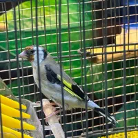 3 تا سهره ماده