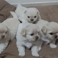 واگذاری توله