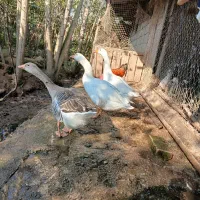 غاز|حیوانات مزرعه|کومله, |دیوار