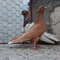 کبوتر رنگی کله سرخ،زرد دم سفید،ابرش سرور