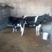 ۲راس گوساله ماده مناسب داشت