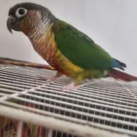 میز و گیرینچیک|میز و صندلی غذاخوری|مشهد, بهمن|دیوار