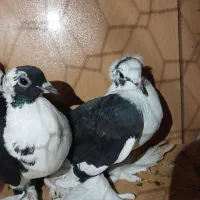 کبوتر قره ابلاغ
