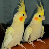 عروس هلندی بالغ و جوجه