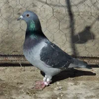 کبوتر پلاکی نر
