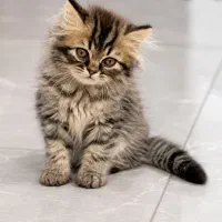 بریتیش لانگهیر کله خرسی گلد