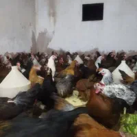 مرغ محلی 7ماهه واکسن زده|حیوانات مزرعه|دزفول, |دیوار