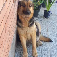 واگذاری ژرمن ورک ماده