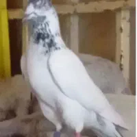 کبوتر نر