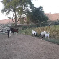 بز و بره|حیوانات مزرعه|اهواز, زرگان|دیوار