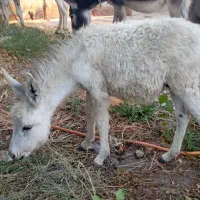 چهار تا خر جوان گله ای