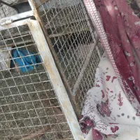 اتاق وانت پراید،وانت