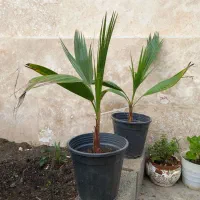 پالم واشنگتن تنه قرمز