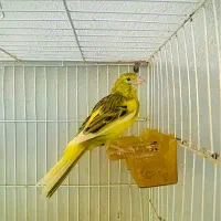 قناری  کشیده بلند بالغ طلایی
