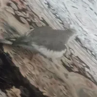 گمشده عروس هلندی|حیوانات|فردیس, شهرک ارم|دیوار