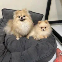 سگ پا کوتاه