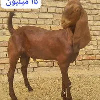 ناهوک