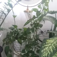 فروش ساعت ایستاده