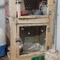 قفس