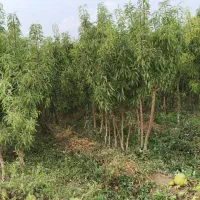 انواع نهال بادام تونو.اذر.سنگی.فرانیس.یامغا