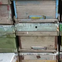 فروش پنجاه کندو عسل