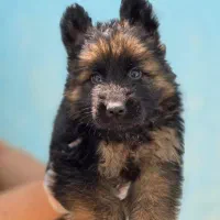 ژرمن شپرد شولاین، ورکلاین، بلک|سگ|تهران, فرمانیه|دیوار