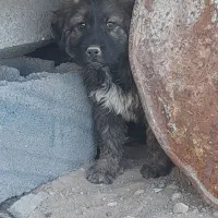 سگ نژاد دار