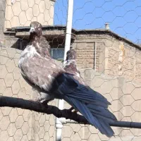 کبوتر،تهرانی درجه یک،شرطی|پرنده|بیستون, |دیوار