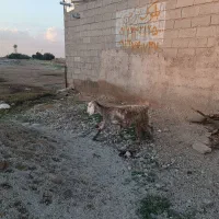 بز و بیگ|حیوانات مزرعه|دزفول, |دیوار