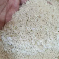 برنج  طارم هاشمی