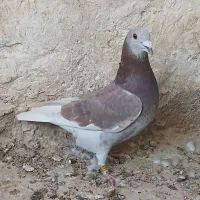 قوره سرخ. دلبر