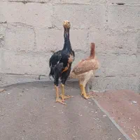 جوجه لاری