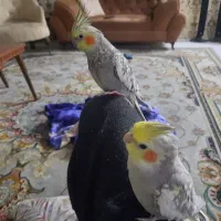 عروس هلندی دستی