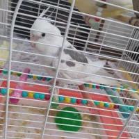 جفت عروس هلندی اهلی.همراه قفس