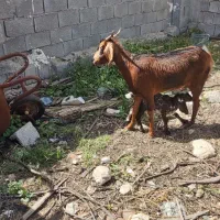 بز کهره دار بره ماده چاق مخصوص داشت وکشت