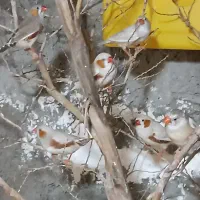 فنج وگینگ دو رگ