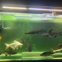 ماهی مانستر