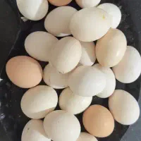 تخم مرغ محلی