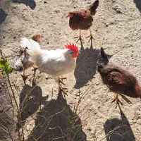 مرغ محلی|حیوانات مزرعه|ارشق, |دیوار