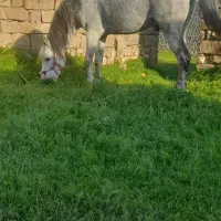 اسب کوردی|اسب و تجهیزات اسبسواری|سیلوانه, |دیوار