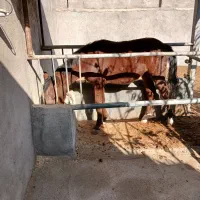 فروش اسب|اسب و تجهیزات اسب‌سواری|نیشابور, ریوند|دیوار